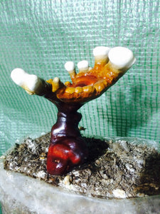 Ganoderma martinicense “TN3” culture slant
