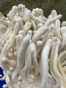 TT2 #7w x SV #20w commercial albino Cordyceps strain