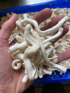 TT2 #7w x SV #20w commercial albino Cordyceps strain