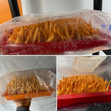 Load image into Gallery viewer, Cordyceps militaris single ascospore progeny strains