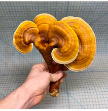 Load image into Gallery viewer, Ganoderma ravenelii culture slant