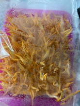 Load image into Gallery viewer, Cordyceps militaris SV #8p x #13p commercial strain