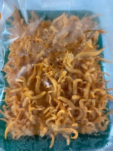Cordyceps militaris SV #8p x #13p commercial strain
