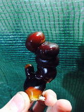 Load image into Gallery viewer, Ganoderma resinaceum sensu stricto &quot;Europe&quot; culture slant