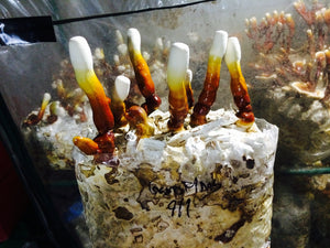 Ganoderma curtisii "GCFL1" culture slant