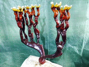Ganoderma lucidum sensu stricto culture slant