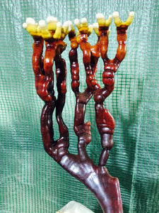 Ganoderma lucidum sensu stricto culture slant