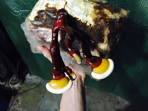Ganoderma lucidum sensu stricto culture slant