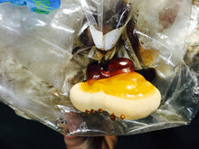 Load image into Gallery viewer, Ganoderma resinaceum sensu stricto &quot;Europe&quot; culture slant