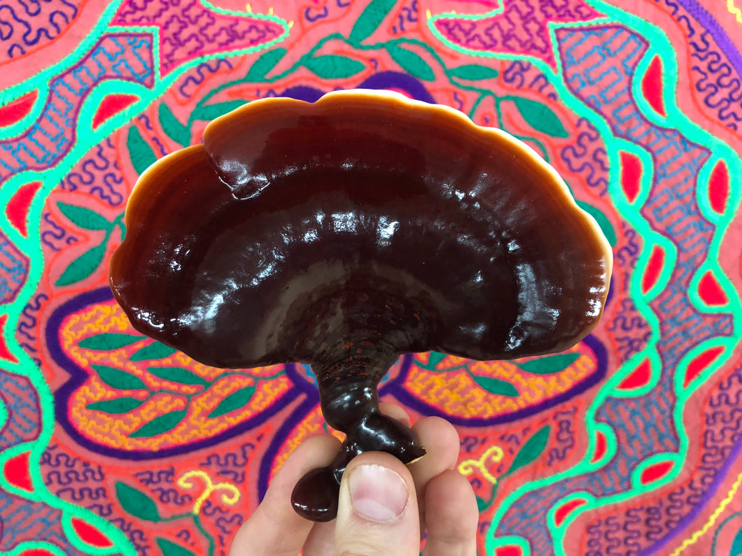 Ganoderma carnosum culture slant