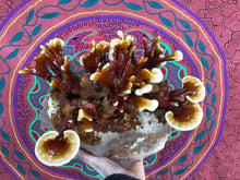 Load image into Gallery viewer, Ganoderma sessile &quot;Boston Edison&quot; culture slant
