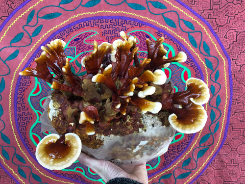 Ganoderma sessile 