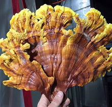 Load image into Gallery viewer, Ganoderma multipileum &quot;TF05&quot; culture slant