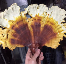 Load image into Gallery viewer, Ganoderma multipileum &quot;TF05&quot; culture slant
