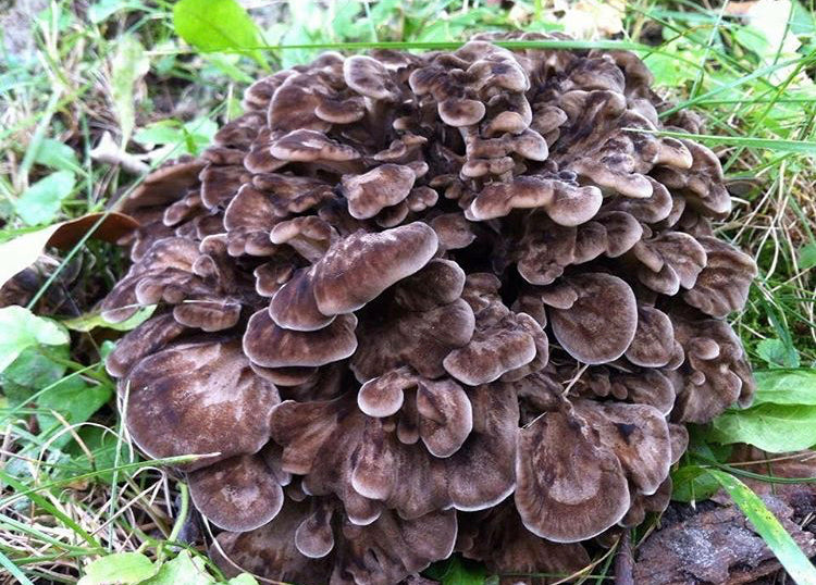 Grifola frondosa "TF01" wild strain culture slant Terrestrial Fungi