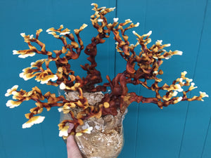 Ganoderma multipileum 