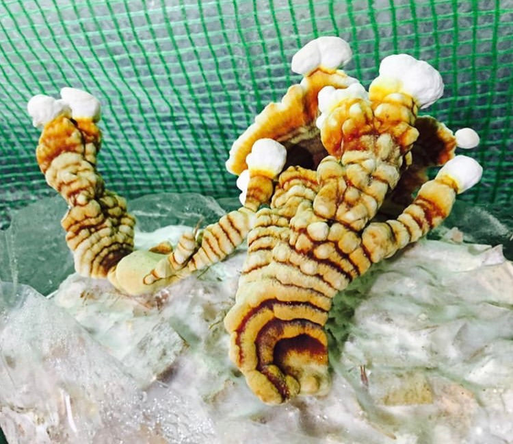 Ganoderma lingzhi 