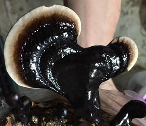 Ganoderma sinense culture slant “black reishi”