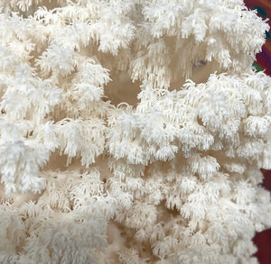 Hericium americanum wild strain "HAST1" culture slant