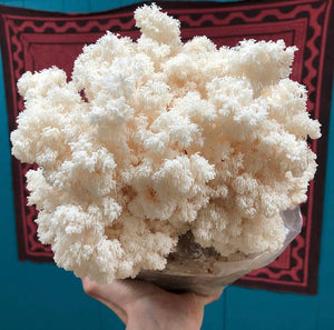 Hericium americanum wild strain "HAST1" culture slant