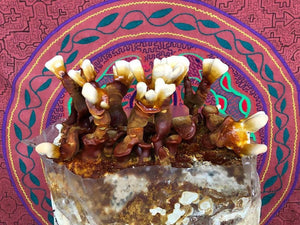 Ganoderma sessile "Boston Edison" culture slant