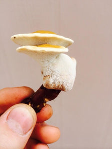 Ganoderma sessile "Boston Edison" culture slant