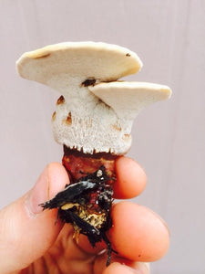 Ganoderma sessile "Boston Edison" culture slant