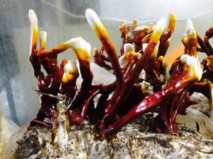 Ganoderma sessile "Boston Edison" culture slant