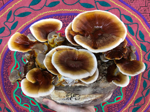 Ganoderma sessile ‘Palmer Woods’ culture slant