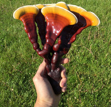 Load image into Gallery viewer, Ganoderma lucidum sensu stricto culture slant