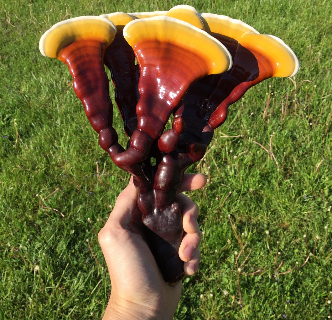 Ganoderma lucidum sensu stricto culture slant