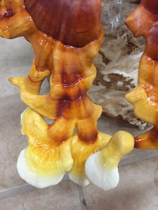 Ganoderma multipileum "TF05" culture slant