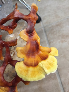 Ganoderma multipileum "TF05" culture slant