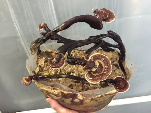 Ganoderma neo-japonicum culture slant