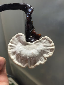 Ganoderma neo-japonicum culture slant