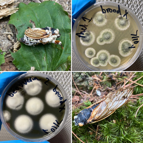 Brood X entomopathogen bundle LC