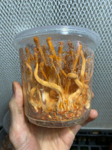Cordyceps militaris single ascospore progeny strains