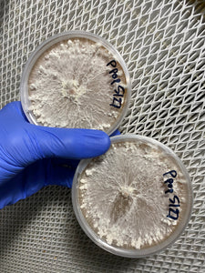 Pleurotus populinus ‘almond’ Liquid culture
