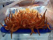 Load image into Gallery viewer, Mound 4 #4 bx2 #5 commercial Cordyceps strain