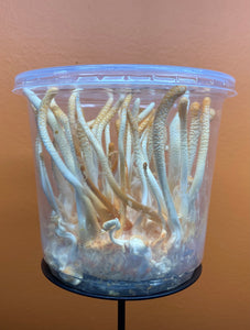 Variegated USA x Germany Cordyceps militaris BX1 TT2#7W x GH#5