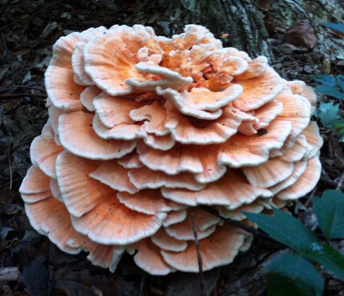 Laetiporus cincinnatus culture slant