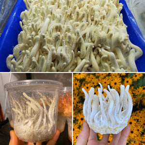 Albino Cordyceps militaris Master Liquid Culture
