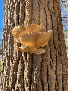 Pleurotus ostreatus wild strain “13 mile” culture slant
