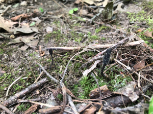 Tolypocladium ophioglossoides Liquid Culture