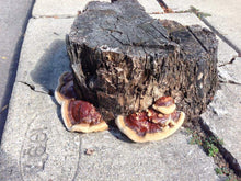 Load image into Gallery viewer, Ganoderma sessile &quot;Boston Edison&quot; culture slant