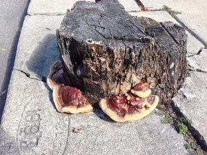 Ganoderma sessile "Boston Edison" culture slant