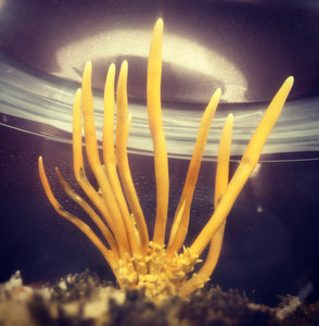 Tolypocladium ophioglossoides Liquid Culture
