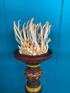 Variegated USA x Germany Cordyceps militaris BX1 TT2#7W x GH#5