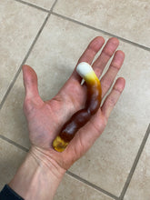 Load image into Gallery viewer, Ganoderma curtisii wild strain from Traverse City, Michigan culture slant