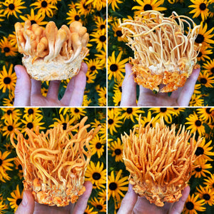 Cordyceps militaris single ascospore progeny strains